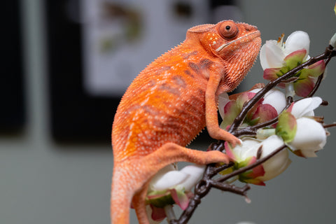 Holdbacks/Individuals: Ambilobe offspring from "Ny-nofy" (AKA The Dream) x "Safo-drano" (AKA Deluge) - Hatched April 2025 - Female #1