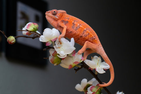 Holdbacks/Individuals: Ambilobe offspring from "Ny-nofy" (AKA The Dream) x "Safo-drano" (AKA Deluge) - Hatched April 2025 - Female #1