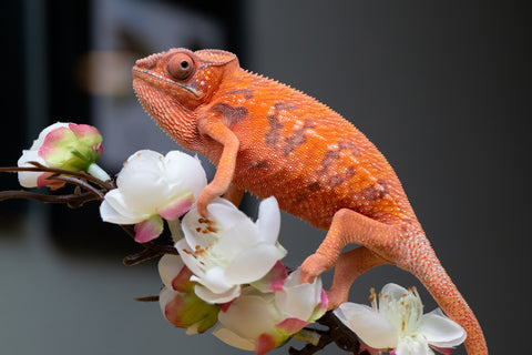 Holdbacks/Individuals: Ambilobe offspring from "Ny-nofy" (AKA The Dream) x "Safo-drano" (AKA Deluge) - Hatched April 2025 - Female #1