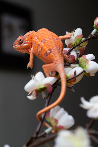 Holdbacks/Individuals: Ambilobe offspring from "Ny-nofy" (AKA The Dream) x "Safo-drano" (AKA Deluge) - Hatched April 2025 - Female #1