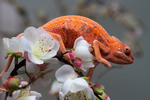 Holdbacks/Individuals: Ambilobe offspring from "Ny-nofy" (AKA The Dream) x "Safo-drano" (AKA Deluge) - Hatched April 2025 - Female #1