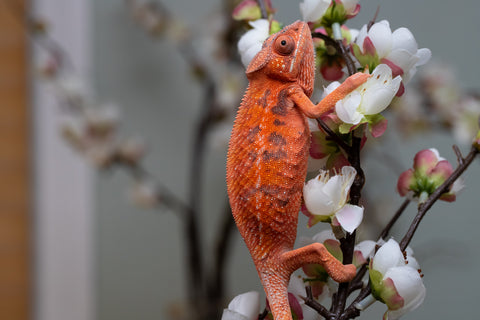 Holdbacks/Individuals: Ambilobe offspring from "Ny-nofy" (AKA The Dream) x "Safo-drano" (AKA Deluge) - Hatched April 2025 - Female #1
