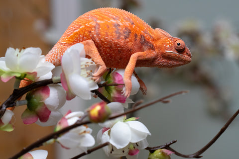 Holdbacks/Individuals: Ambilobe offspring from "Ny-nofy" (AKA The Dream) x "Safo-drano" (AKA Deluge) - Hatched April 2025 - Female #1