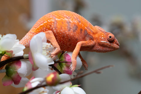 Holdbacks/Individuals: Ambilobe offspring from "Ny-nofy" (AKA The Dream) x "Safo-drano" (AKA Deluge) - Hatched April 2025 - Female #1