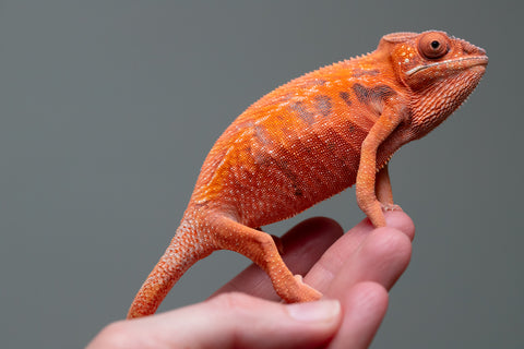 Holdbacks/Individuals: Ambilobe offspring from "Ny-nofy" (AKA The Dream) x "Safo-drano" (AKA Deluge) - Hatched April 2025 - Female #1