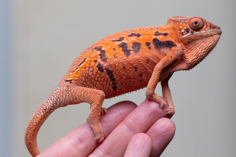 Holdbacks/Individuals: Ambilobe offspring from "Ny-nofy" (AKA The Dream) x "Safo-drano" (AKA Deluge) - Hatched April 2025 - Female #1