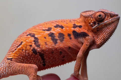 Holdbacks/Individuals: Ambilobe offspring from "Ny-nofy" (AKA The Dream) x "Safo-drano" (AKA Deluge) - Hatched April 2025 - Female #1