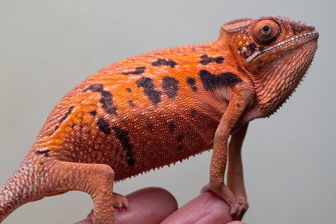 Holdbacks/Individuals: Ambilobe offspring from "Ny-nofy" (AKA The Dream) x "Safo-drano" (AKA Deluge) - Hatched April 2025 - Female #1