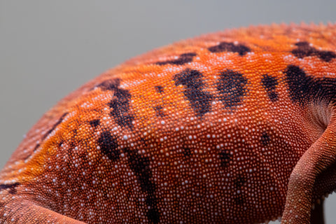 Holdbacks/Individuals: Ambilobe offspring from "Ny-nofy" (AKA The Dream) x "Safo-drano" (AKA Deluge) - Hatched April 2025 - Female #1