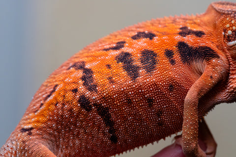 Holdbacks/Individuals: Ambilobe offspring from "Ny-nofy" (AKA The Dream) x "Safo-drano" (AKA Deluge) - Hatched April 2025 - Female #1