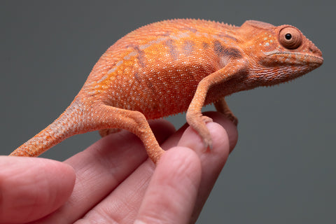 Holdbacks/Individuals: Ambilobe offspring from "Ny-nofy" (AKA The Dream) x "Safo-drano" (AKA Deluge) - Hatched April 2025 - Female #1