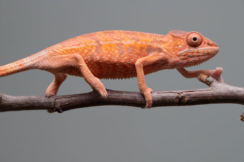 Holdbacks/Individuals: Ambilobe offspring from "Ny-nofy" (AKA The Dream) x "Safo-drano" (AKA Deluge) - Hatched April 2025 - Female #1