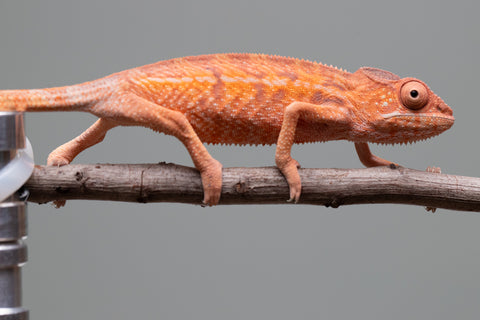 Holdbacks/Individuals: Ambilobe offspring from "Ny-nofy" (AKA The Dream) x "Safo-drano" (AKA Deluge) - Hatched April 2025 - Female #1
