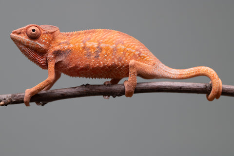 Holdbacks/Individuals: Ambilobe offspring from "Ny-nofy" (AKA The Dream) x "Safo-drano" (AKA Deluge) - Hatched April 2025 - Female #1