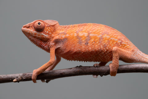 Holdbacks/Individuals: Ambilobe offspring from "Ny-nofy" (AKA The Dream) x "Safo-drano" (AKA Deluge) - Hatched April 2025 - Female #1