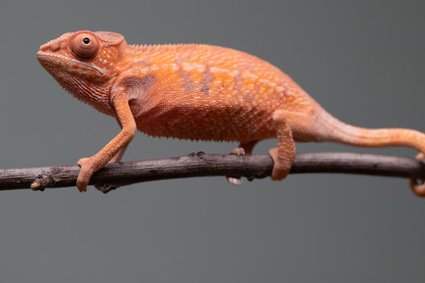 Holdbacks/Individuals: Ambilobe offspring from "Ny-nofy" (AKA The Dream) x "Safo-drano" (AKA Deluge) - Hatched April 2025 - Female #1