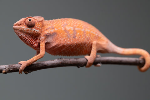 Holdbacks/Individuals: Ambilobe offspring from "Ny-nofy" (AKA The Dream) x "Safo-drano" (AKA Deluge) - Hatched April 2025 - Female #1