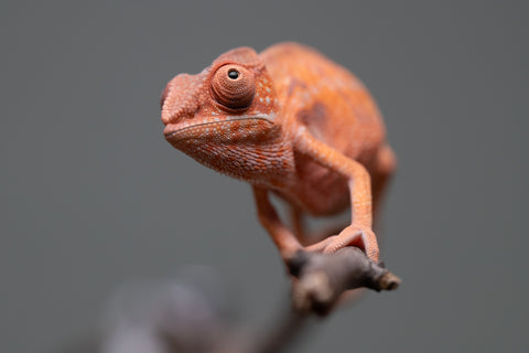 Holdbacks/Individuals: Ambilobe offspring from "Ny-nofy" (AKA The Dream) x "Safo-drano" (AKA Deluge) - Hatched April 2025 - Female #1