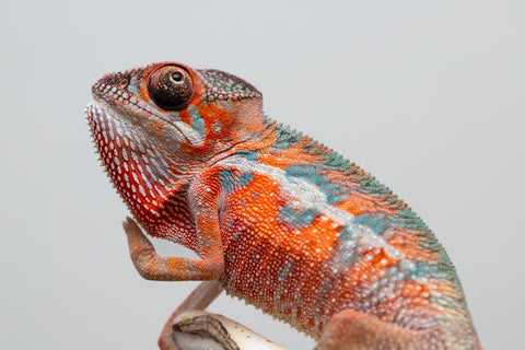 Holdbacks/Individuals: Ambilobe offspring from "Ny-nofy" (AKA The Dream) x "Safo-drano" (AKA Deluge) - Hatched April 2025 - Male #1