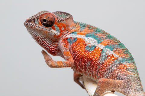 Holdbacks/Individuals: Ambilobe offspring from "Ny-nofy" (AKA The Dream) x "Safo-drano" (AKA Deluge) - Hatched April 2025 - Male #1