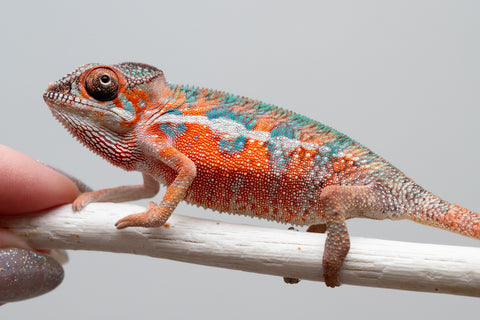 Holdbacks/Individuals: Ambilobe offspring from "Ny-nofy" (AKA The Dream) x "Safo-drano" (AKA Deluge) - Hatched April 2025 - Male #1