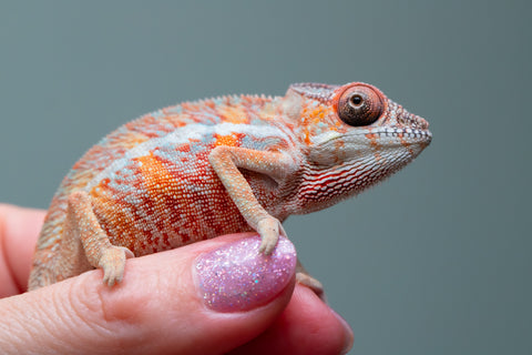 Holdbacks/Individuals: Ambilobe offspring from "Ny-nofy" (AKA The Dream) x "Safo-drano" (AKA Deluge) - Hatched April 2025 - Male #2