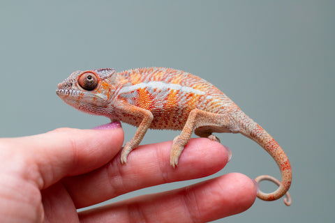 Holdbacks/Individuals: Ambilobe offspring from "Ny-nofy" (AKA The Dream) x "Safo-drano" (AKA Deluge) - Hatched April 2025 - Male #2