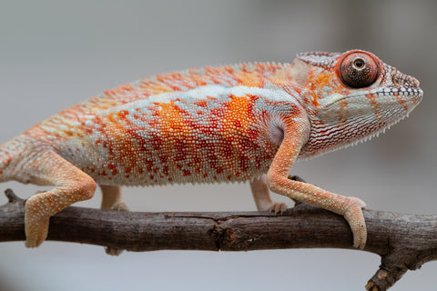Holdbacks/Individuals: Ambilobe offspring from "Ny-nofy" (AKA The Dream) x "Safo-drano" (AKA Deluge) - Hatched April 2025 - Male #2