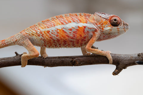 Holdbacks/Individuals: Ambilobe offspring from "Ny-nofy" (AKA The Dream) x "Safo-drano" (AKA Deluge) - Hatched April 2025 - Male #2