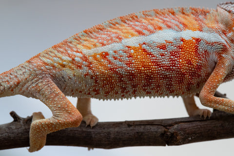 Holdbacks/Individuals: Ambilobe offspring from "Ny-nofy" (AKA The Dream) x "Safo-drano" (AKA Deluge) - Hatched April 2025 - Male #2