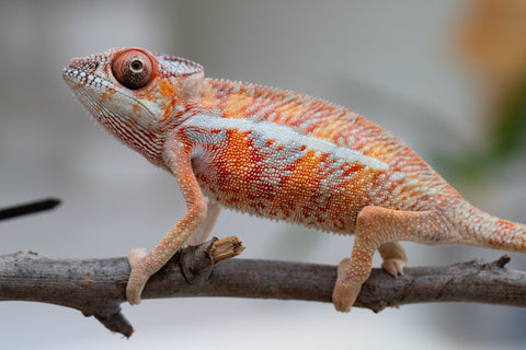 Holdbacks/Individuals: Ambilobe offspring from "Ny-nofy" (AKA The Dream) x "Safo-drano" (AKA Deluge) - Hatched April 2025 - Male #2