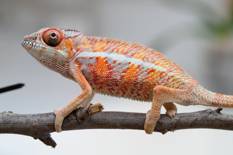 Holdbacks/Individuals: Ambilobe offspring from "Ny-nofy" (AKA The Dream) x "Safo-drano" (AKA Deluge) - Hatched April 2025 - Male #2