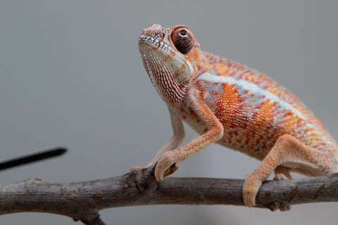 Holdbacks/Individuals: Ambilobe offspring from "Ny-nofy" (AKA The Dream) x "Safo-drano" (AKA Deluge) - Hatched April 2025 - Male #2