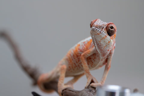 Holdbacks/Individuals: Ambilobe offspring from "Ny-nofy" (AKA The Dream) x "Safo-drano" (AKA Deluge) - Hatched April 2025 - Male #2