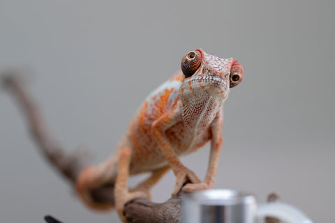 Holdbacks/Individuals: Ambilobe offspring from "Ny-nofy" (AKA The Dream) x "Safo-drano" (AKA Deluge) - Hatched April 2025 - Male #2