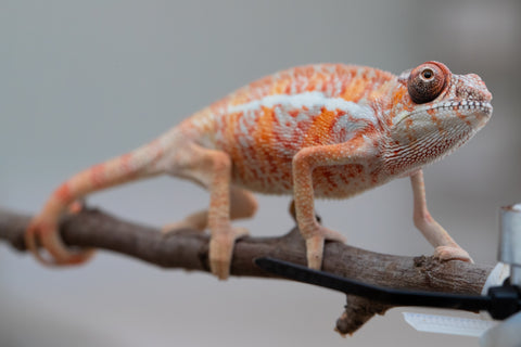 Holdbacks/Individuals: Ambilobe offspring from "Ny-nofy" (AKA The Dream) x "Safo-drano" (AKA Deluge) - Hatched April 2025 - Male #2