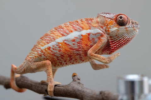Holdbacks/Individuals: Ambilobe offspring from "Ny-nofy" (AKA The Dream) x "Safo-drano" (AKA Deluge) - Hatched April 2025 - Male #2
