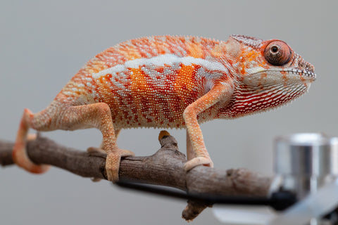 Holdbacks/Individuals: Ambilobe offspring from "Ny-nofy" (AKA The Dream) x "Safo-drano" (AKA Deluge) - Hatched April 2025 - Male #2
