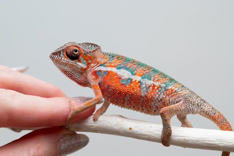 Holdbacks/Individuals: Ambilobe offspring from "Ny-nofy" (AKA The Dream) x "Safo-drano" (AKA Deluge) - Hatched April 2025 - Male #1