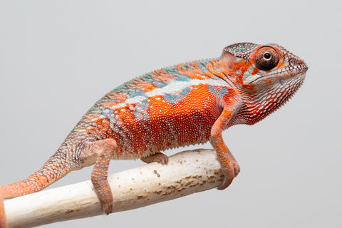 Holdbacks/Individuals: Ambilobe offspring from "Ny-nofy" (AKA The Dream) x "Safo-drano" (AKA Deluge) - Hatched April 2025 - Male #1