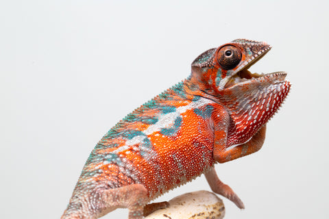 Holdbacks/Individuals: Ambilobe offspring from "Ny-nofy" (AKA The Dream) x "Safo-drano" (AKA Deluge) - Hatched April 2025 - Male #1