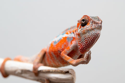 Holdbacks/Individuals: Ambilobe offspring from "Ny-nofy" (AKA The Dream) x "Safo-drano" (AKA Deluge) - Hatched April 2025 - Male #1