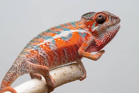 Holdbacks/Individuals: Ambilobe offspring from "Ny-nofy" (AKA The Dream) x "Safo-drano" (AKA Deluge) - Hatched April 2025 - Male #1