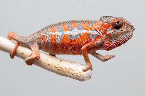 Holdbacks/Individuals: Ambilobe offspring from "Ny-nofy" (AKA The Dream) x "Safo-drano" (AKA Deluge) - Hatched April 2025 - Male #1