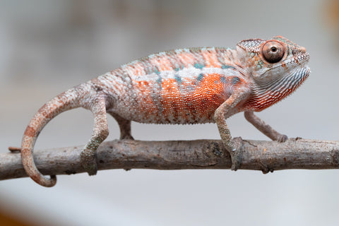 Holdbacks/Individuals: Ambilobe offspring from "Ny-nofy" (AKA The Dream) x "Safo-drano" (AKA Deluge) - Hatched April 2025 - Male #3