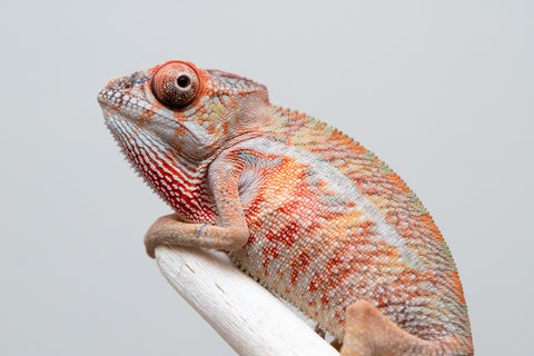 Holdbacks/Individuals: Ambilobe offspring from "Ny-nofy" (AKA The Dream) x "Safo-drano" (AKA Deluge) - Hatched April 2025 - Male #2
