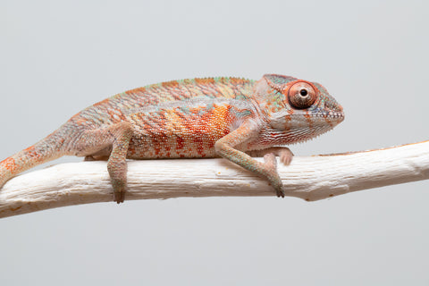 Holdbacks/Individuals: Ambilobe offspring from "Ny-nofy" (AKA The Dream) x "Safo-drano" (AKA Deluge) - Hatched April 2025 - Male #2