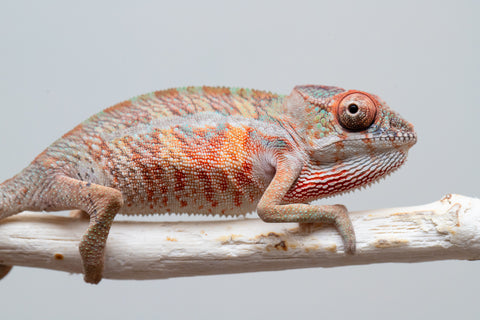 Holdbacks/Individuals: Ambilobe offspring from "Ny-nofy" (AKA The Dream) x "Safo-drano" (AKA Deluge) - Hatched April 2025 - Male #2