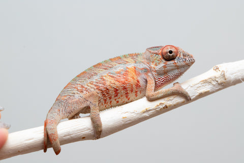 Holdbacks/Individuals: Ambilobe offspring from "Ny-nofy" (AKA The Dream) x "Safo-drano" (AKA Deluge) - Hatched April 2025 - Male #2