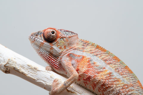 Holdbacks/Individuals: Ambilobe offspring from "Ny-nofy" (AKA The Dream) x "Safo-drano" (AKA Deluge) - Hatched April 2025 - Male #2